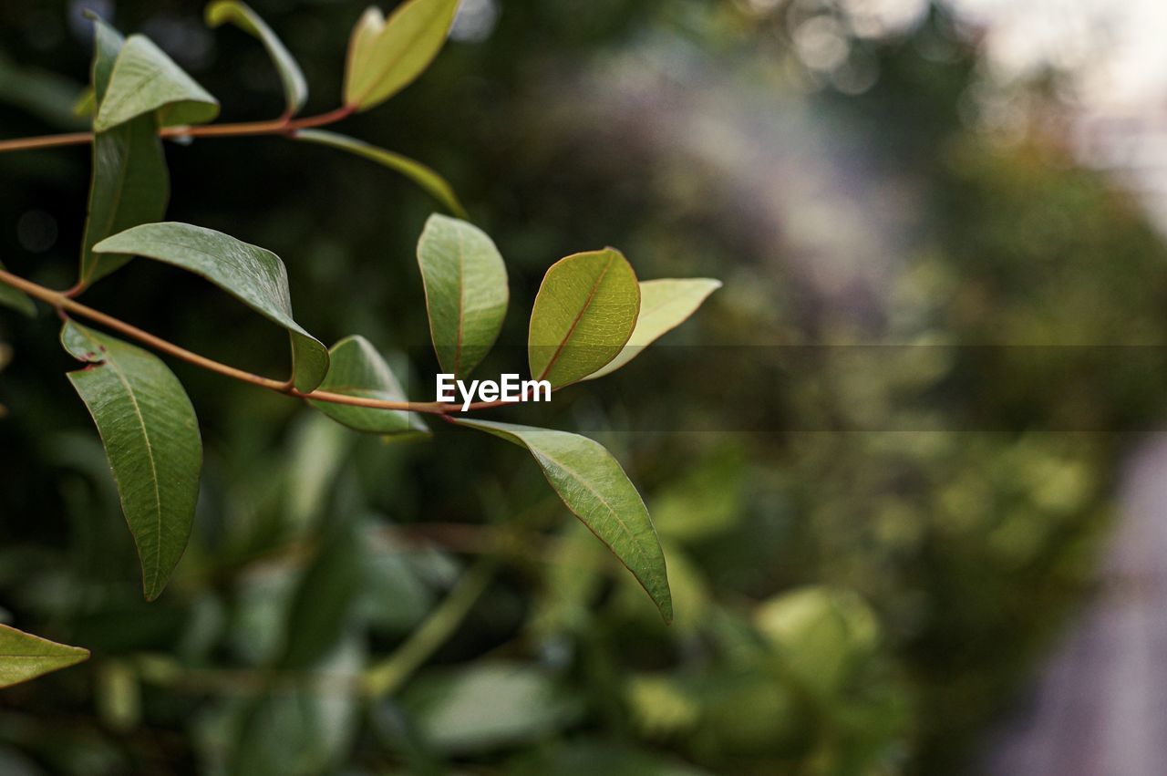 Close-up of leaves against blurred background