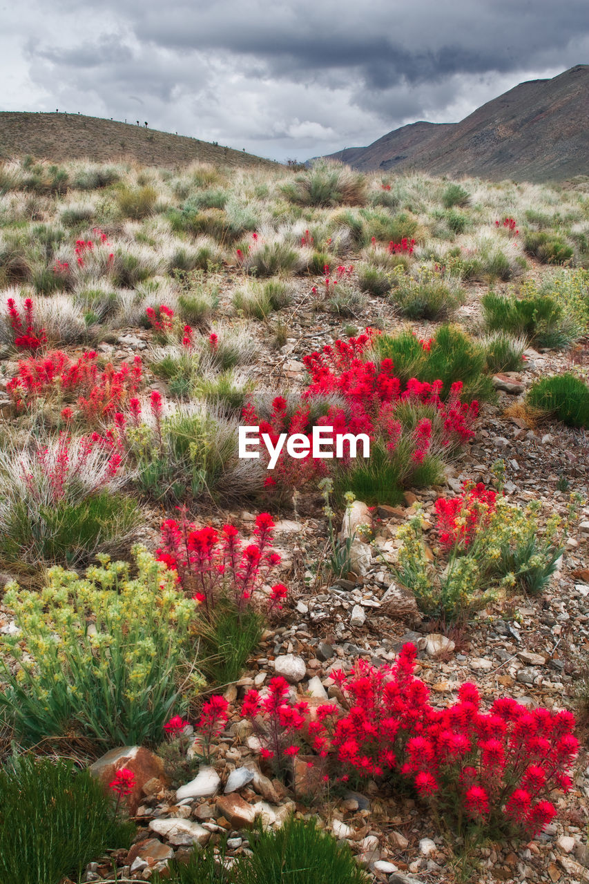 Red flowering plants on land against sky