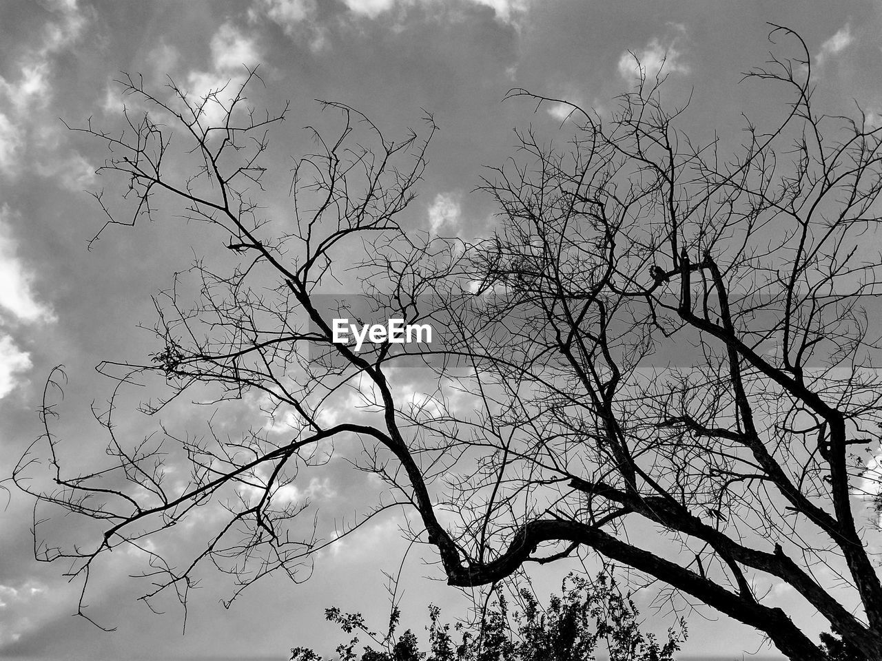 LOW ANGLE VIEW OF SILHOUETTE TREE AGAINST SKY