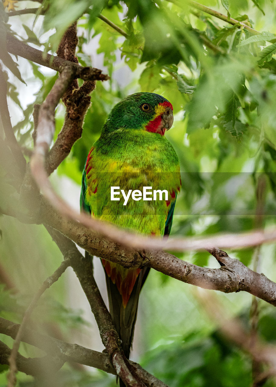 Low angle view of bird perching on branch