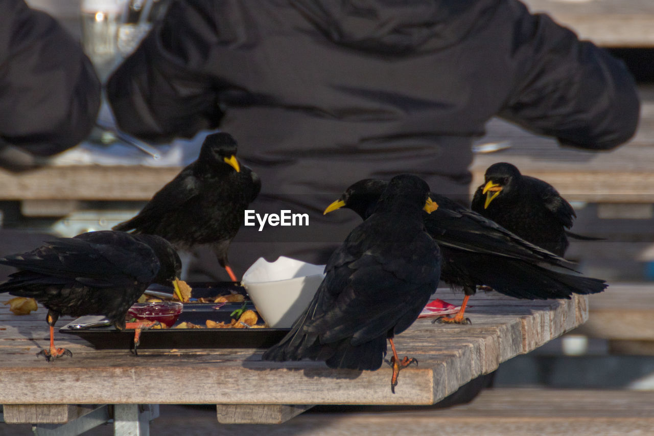 TWO BIRDS PERCHING ON WOOD OUTDOORS