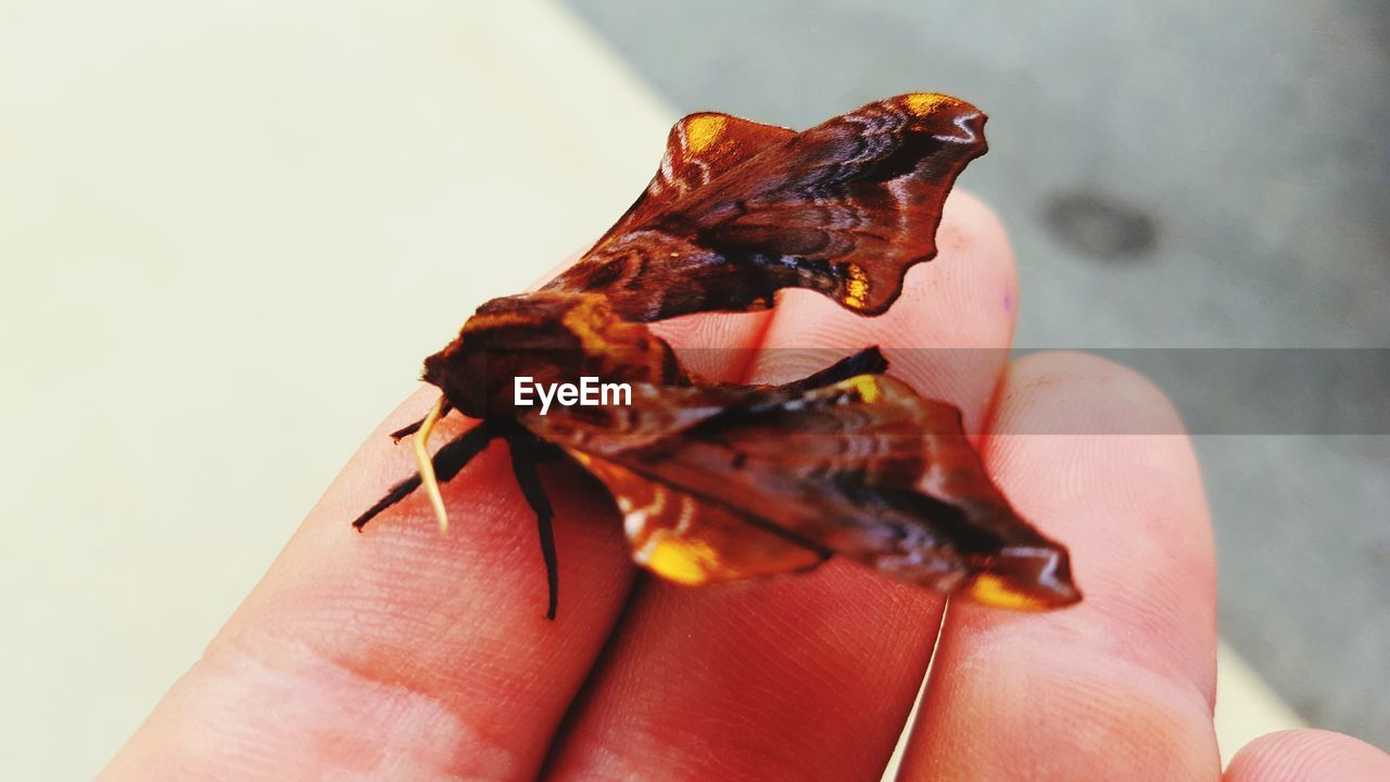 CROPPED IMAGE OF HAND HOLDING INSECT