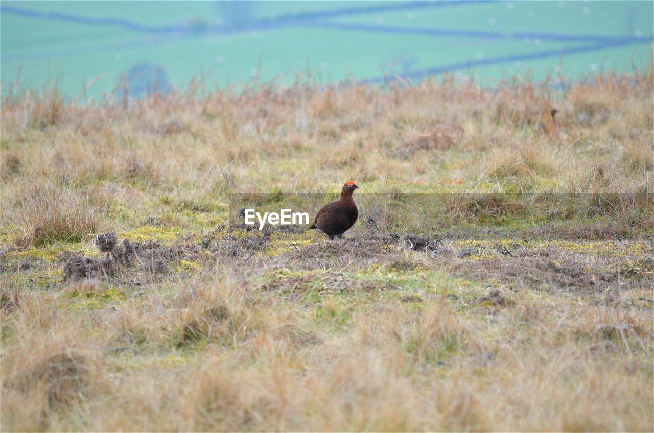 BIRD PERCHING ON A LAND