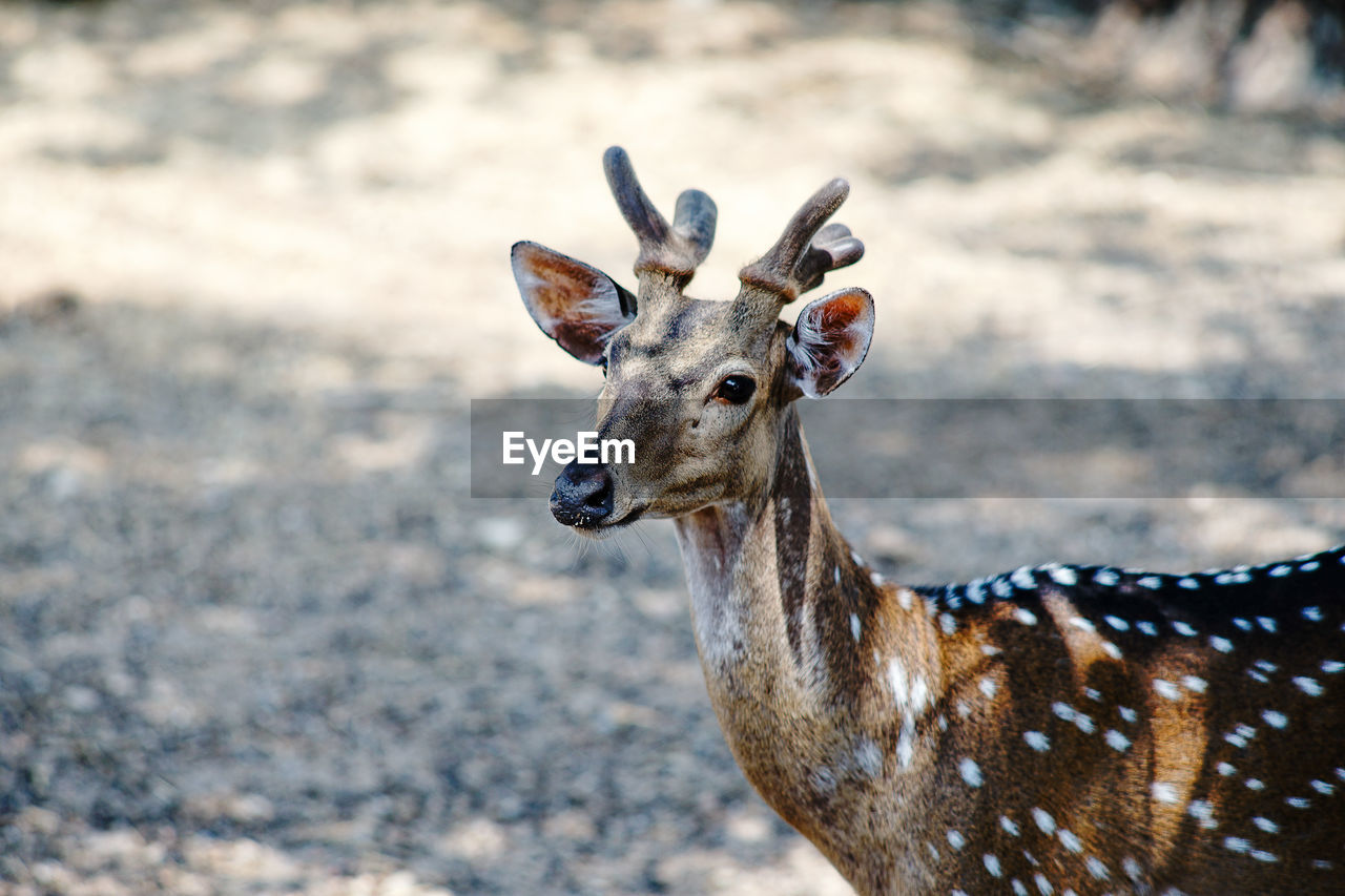 Photos of wild deer animals that are looking at something.