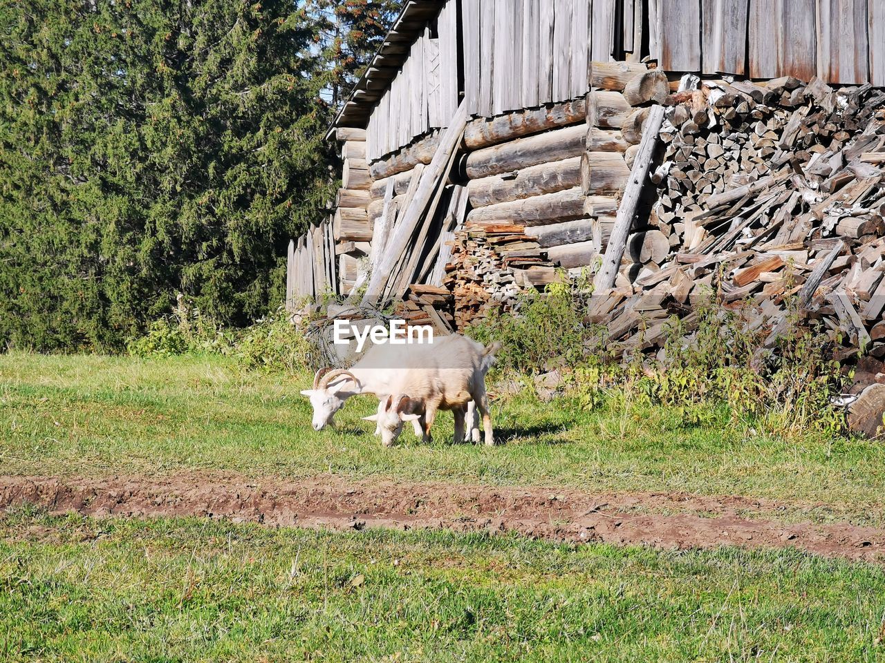 Goats grazing on land