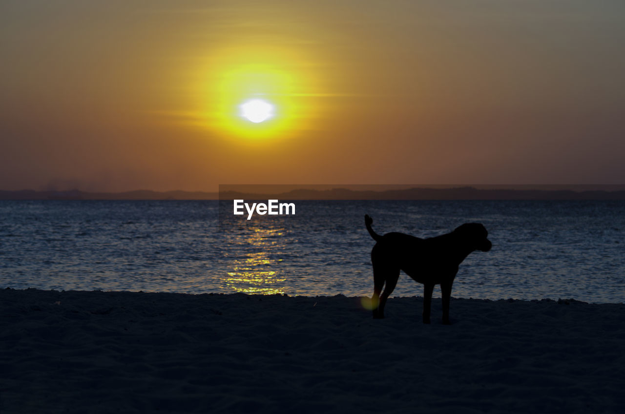 Dogs silhouette at the beautiful yellow sunset on ribeira beach in salvador , bahia, brazil.