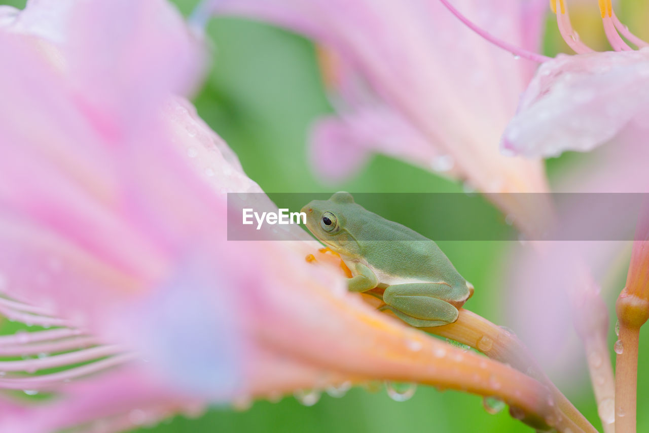 close-up of frog on purple flower