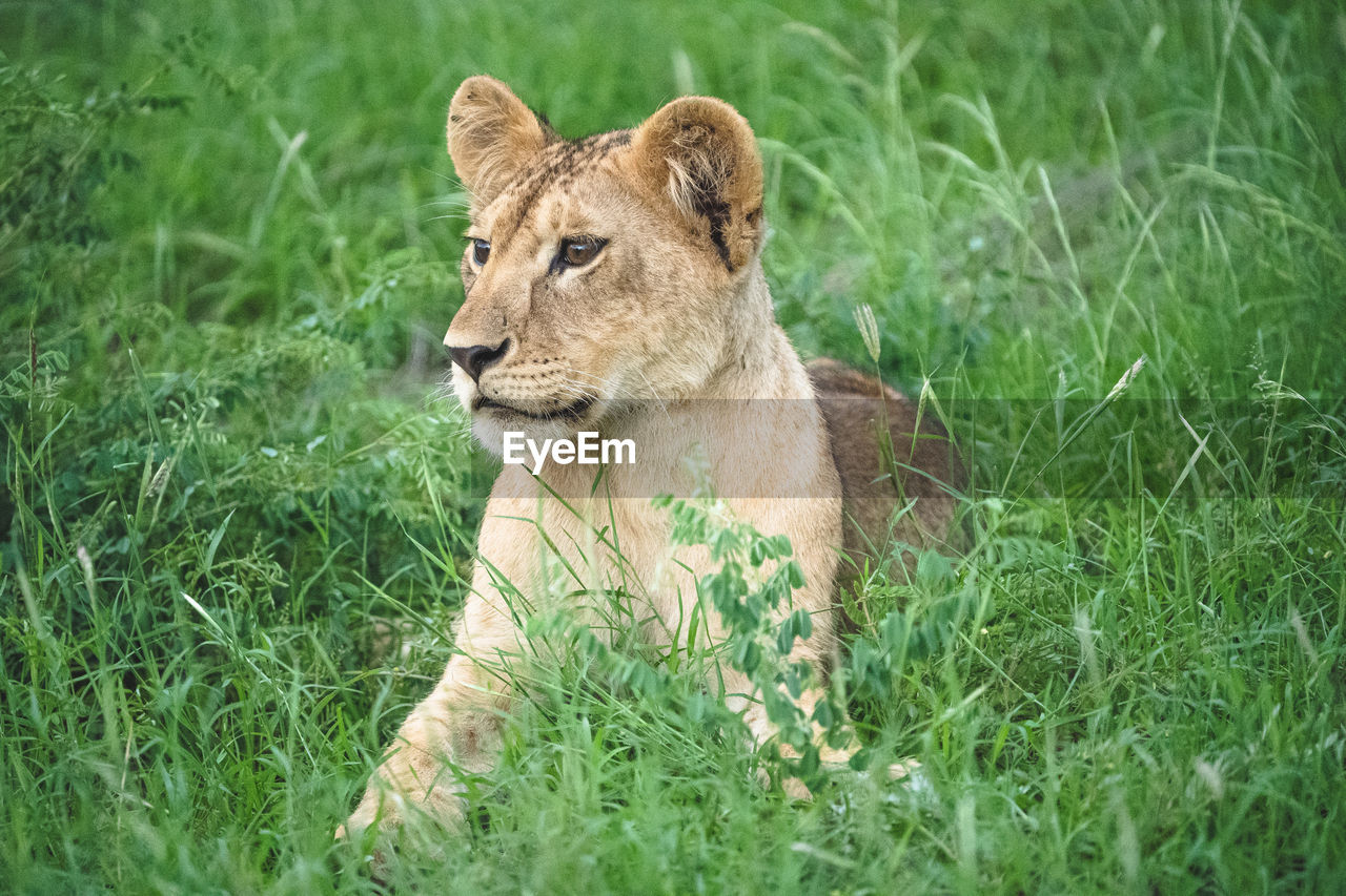 VIEW OF A CAT ON GRASS