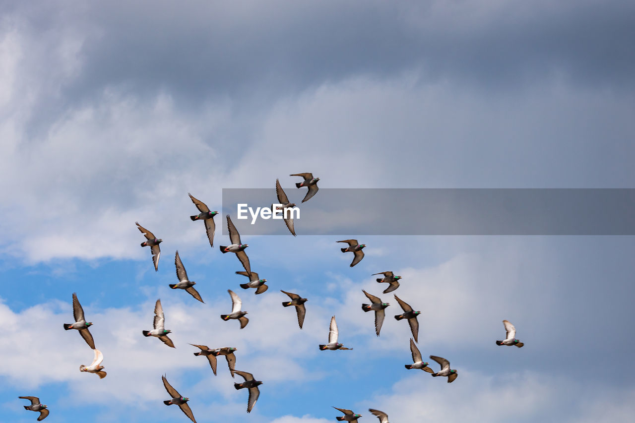 BIRDS FLYING IN SKY