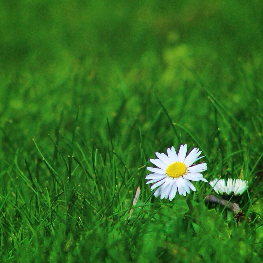 CLOSE-UP OF WHITE FLOWERS BLOOMING ON FIELD