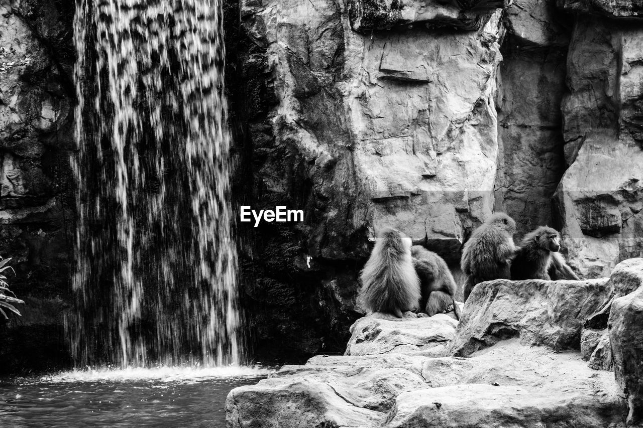 Monkeys sitting on rock by waterfall