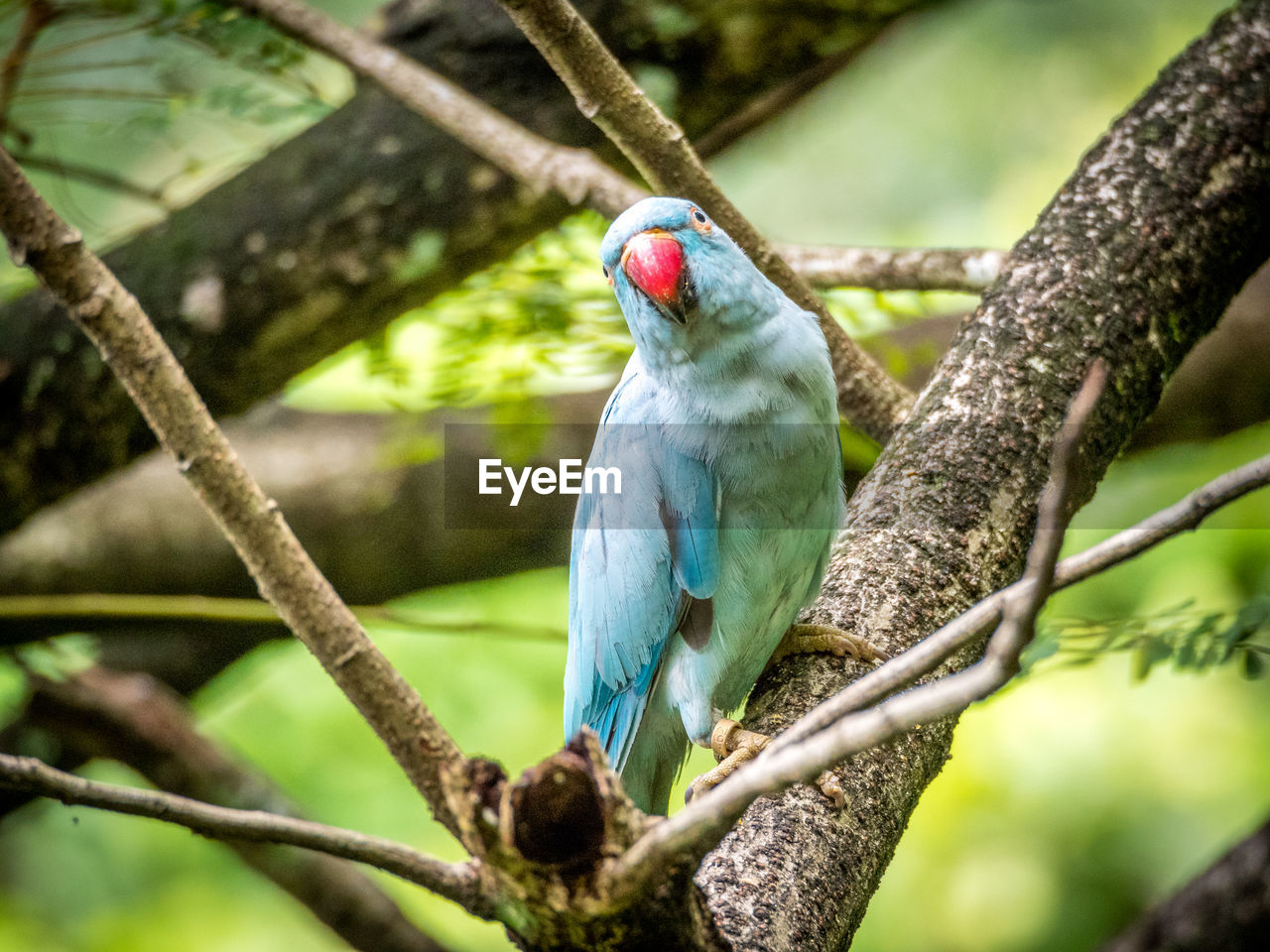 Blue parrot perching on branch