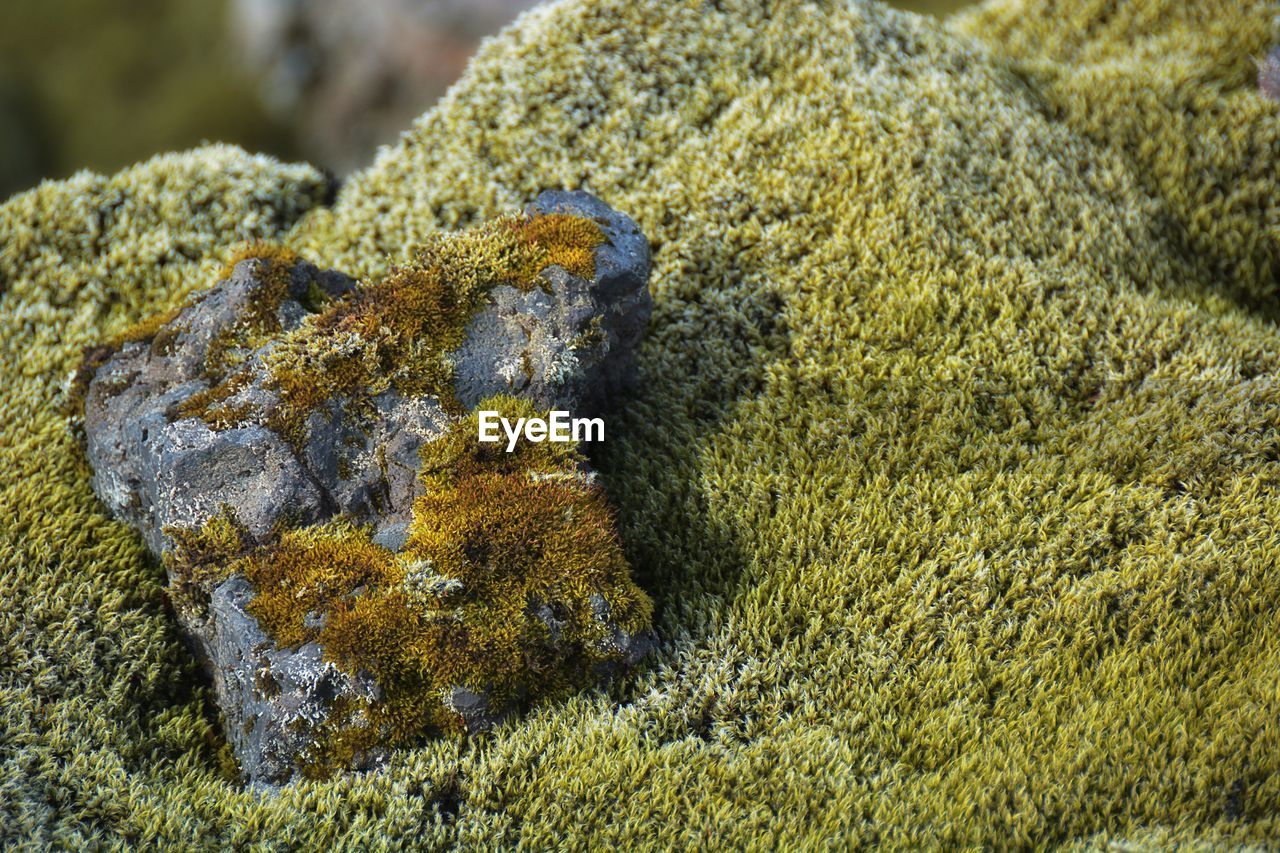 The vast eldhraun lava field, iceland.