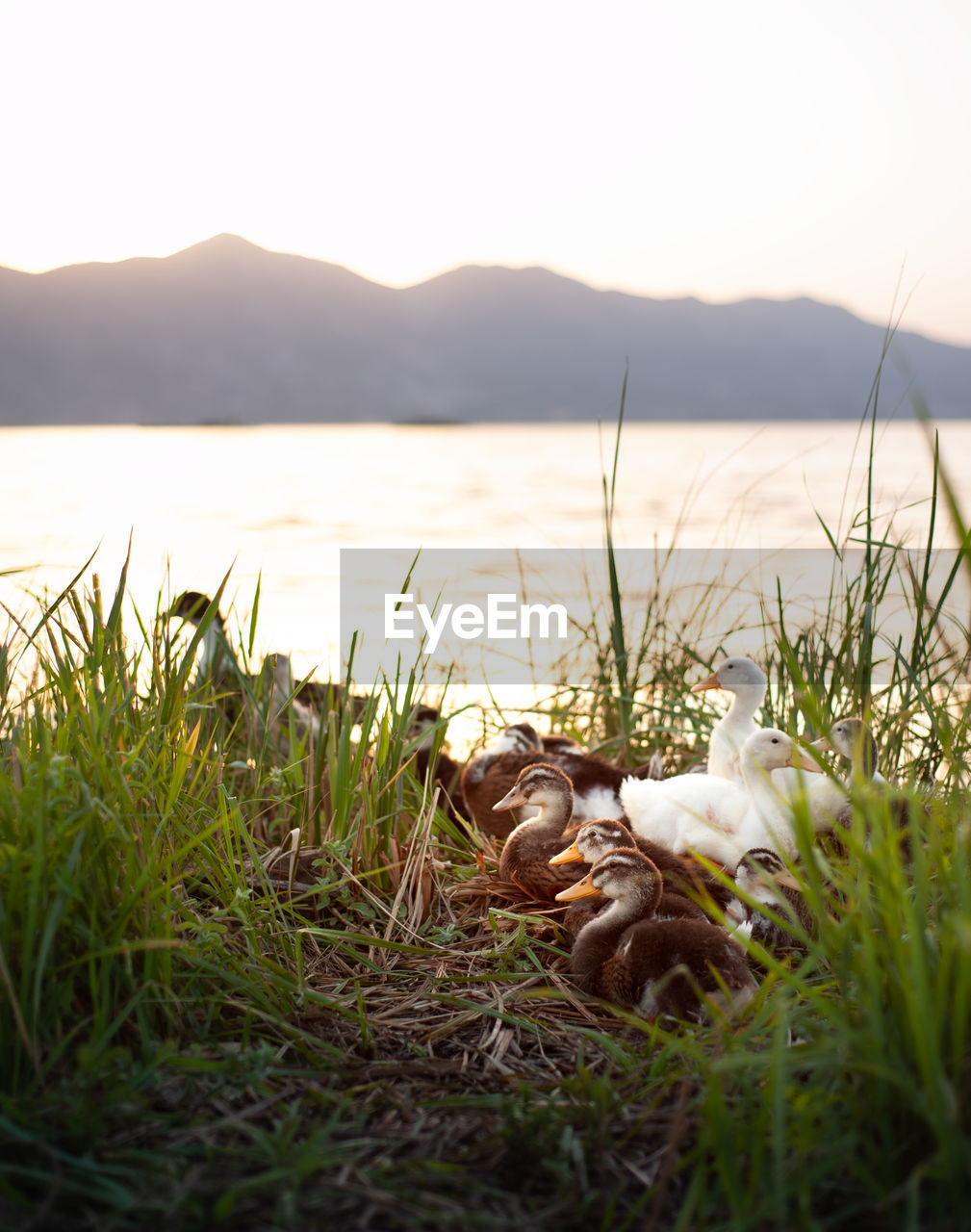 Ducks in a row sitting among bushes beside a lake at sunset