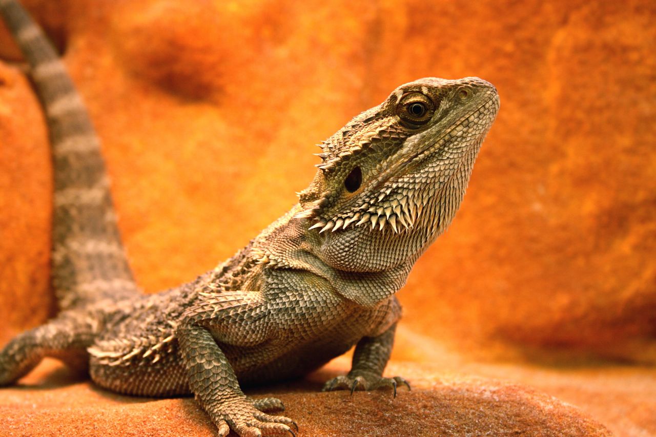 Close-up of bearded dragon on rock