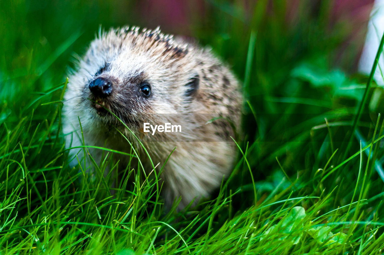 Close-up of hedgehog on field