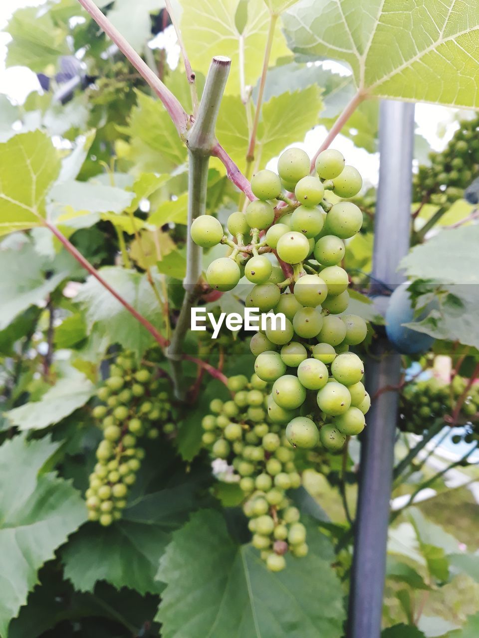 CLOSE-UP OF GRAPES GROWING ON TREE IN FARM