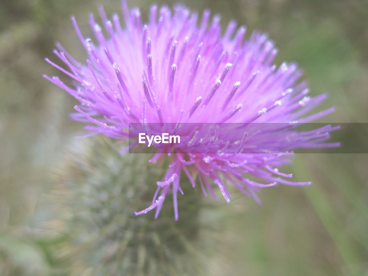 CLOSE-UP OF PINK FLOWERS BLOOMING