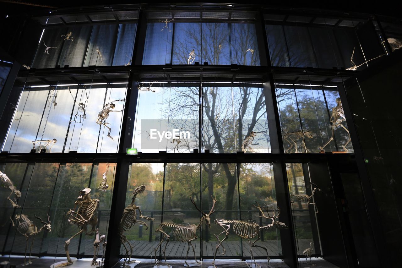 Low angle view of animal skeletons against glass window at museum