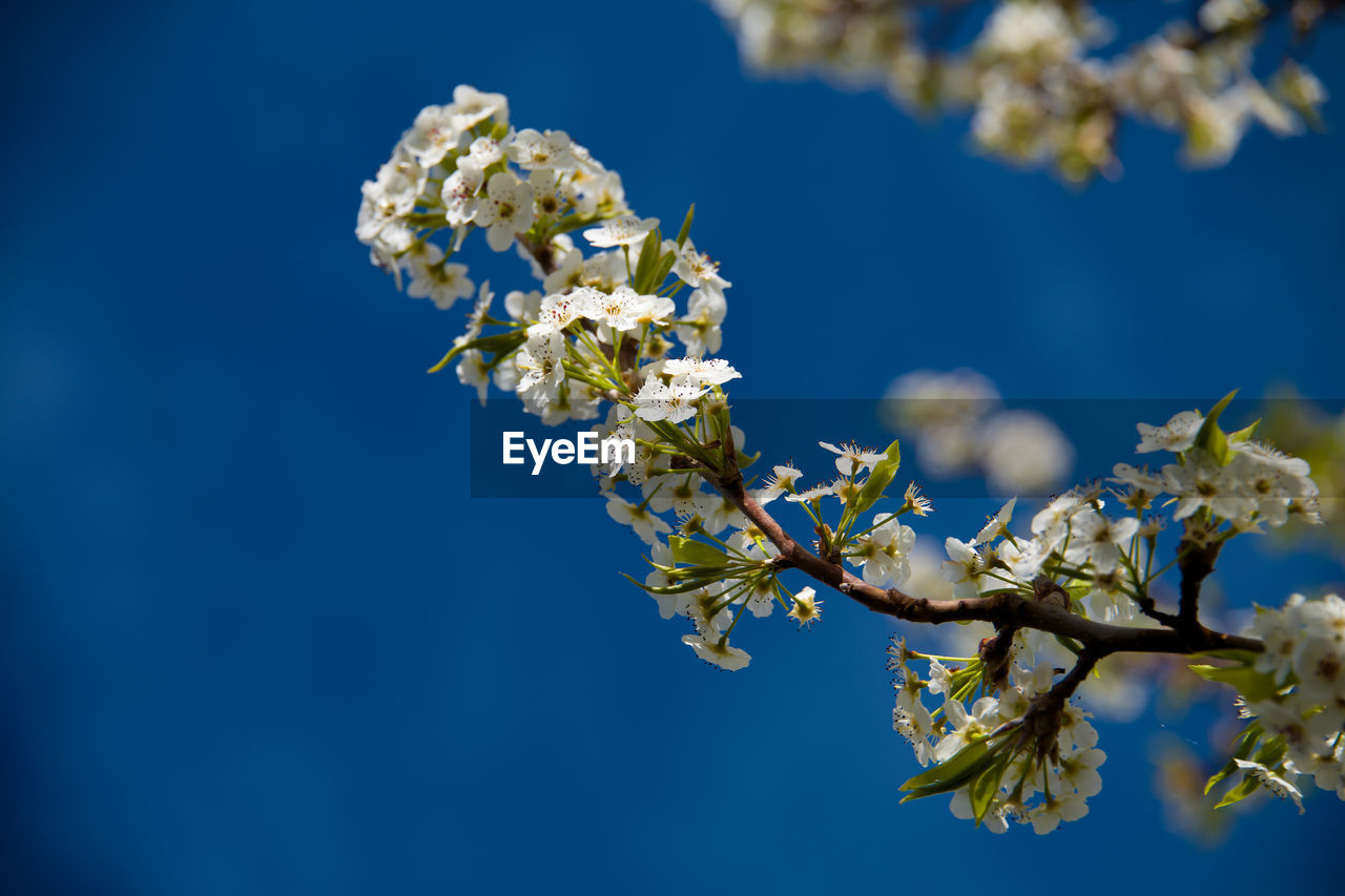 CLOSE-UP OF WHITE CHERRY BLOSSOMS AGAINST BLUE SKY