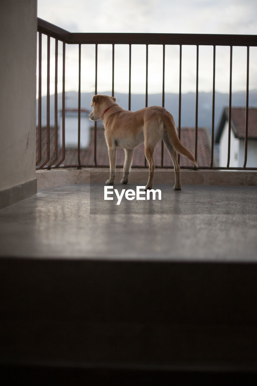 VIEW OF A DOG LOOKING AWAY