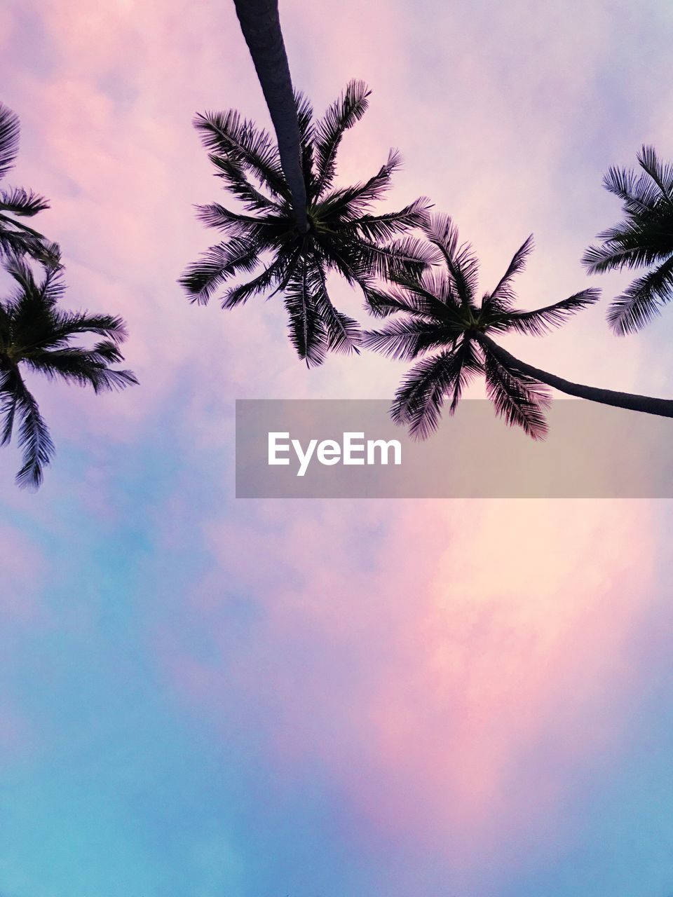 Low angle view of palm tree against sky