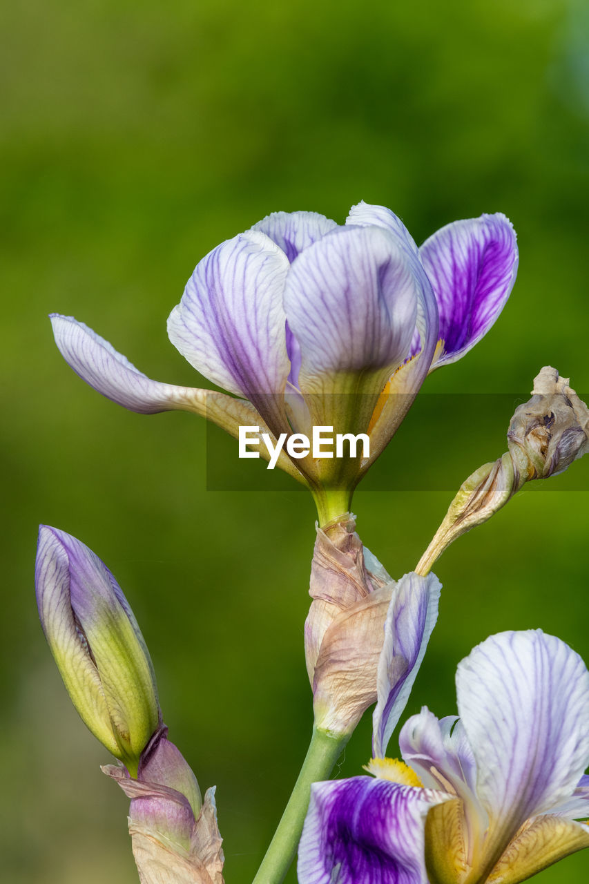 flower, flowering plant, plant, freshness, beauty in nature, purple, close-up, fragility, nature, petal, flower head, growth, inflorescence, macro photography, focus on foreground, iris, no people, springtime, blossom, wildflower, outdoors, green, botany, bud, selective focus