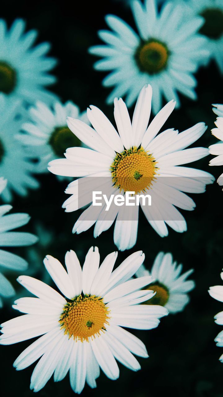 Close-up of white daisy flowers