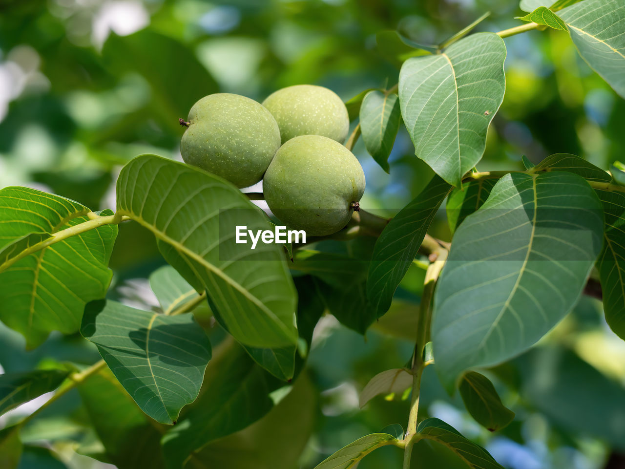 CLOSE-UP OF FRUIT GROWING ON PLANT