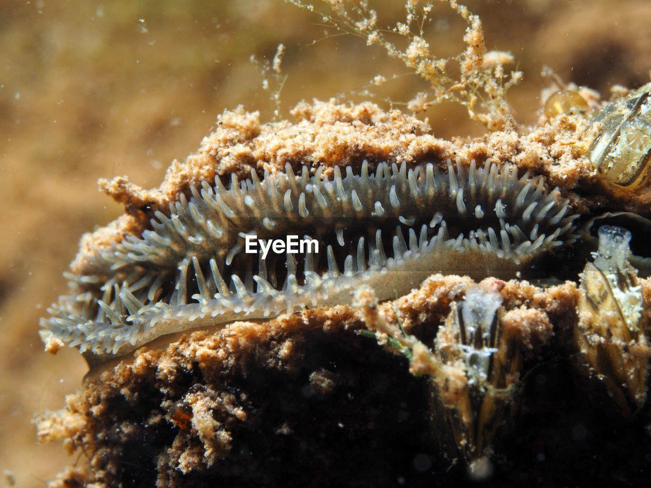 Mussel under water with open mouth