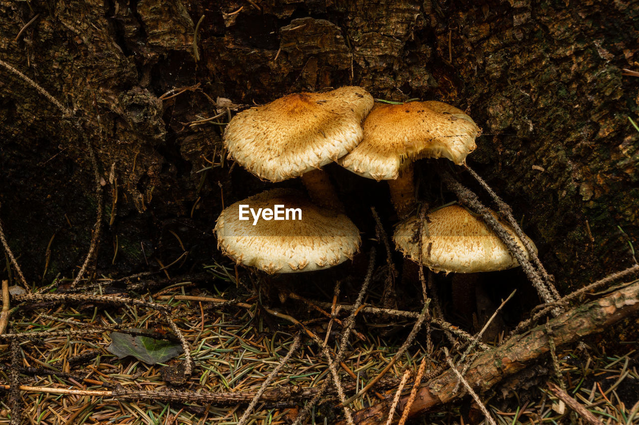 Armillaria at the root of a tree