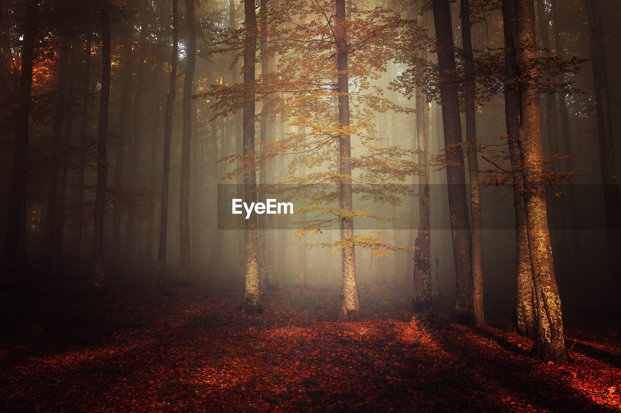 Trees in forest during autumn