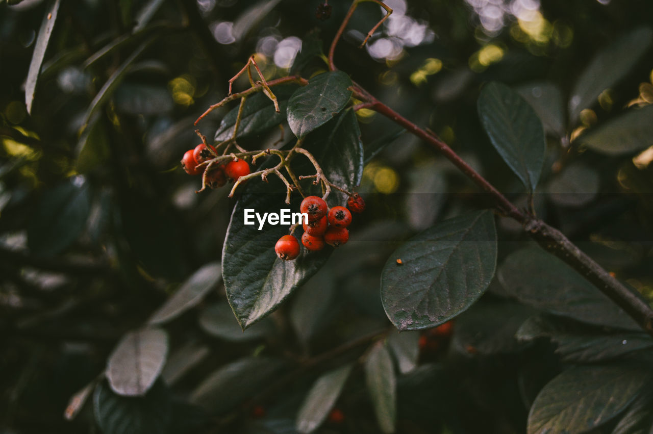 Close-up of red berries growing on tree