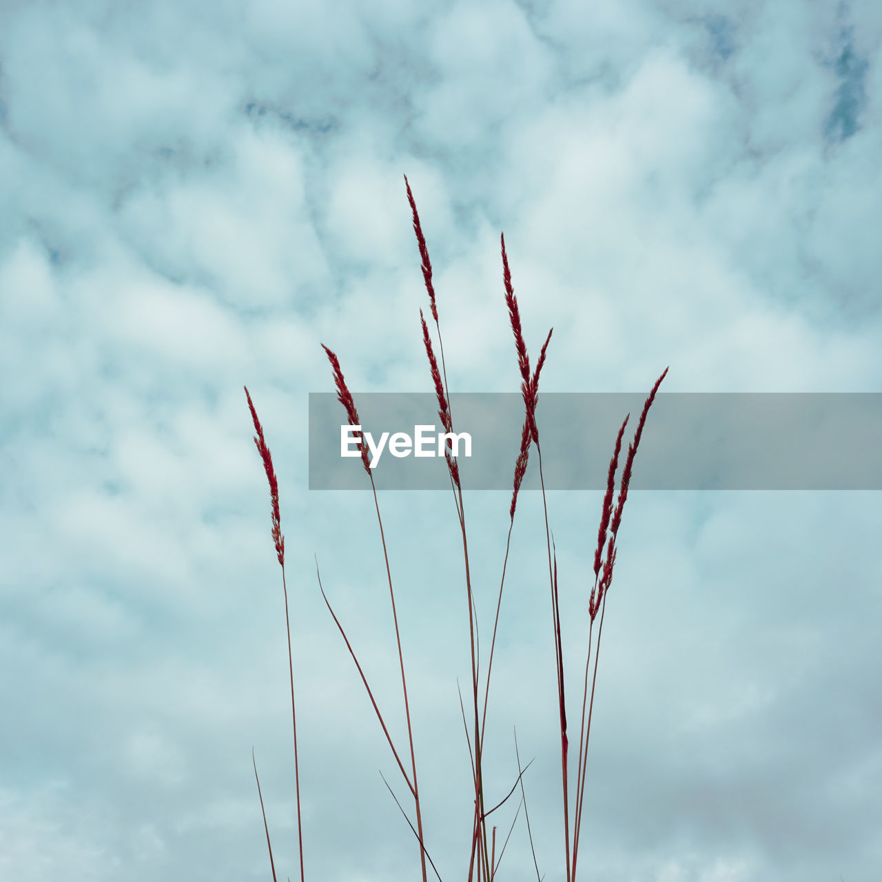 low angle view of plants against sky