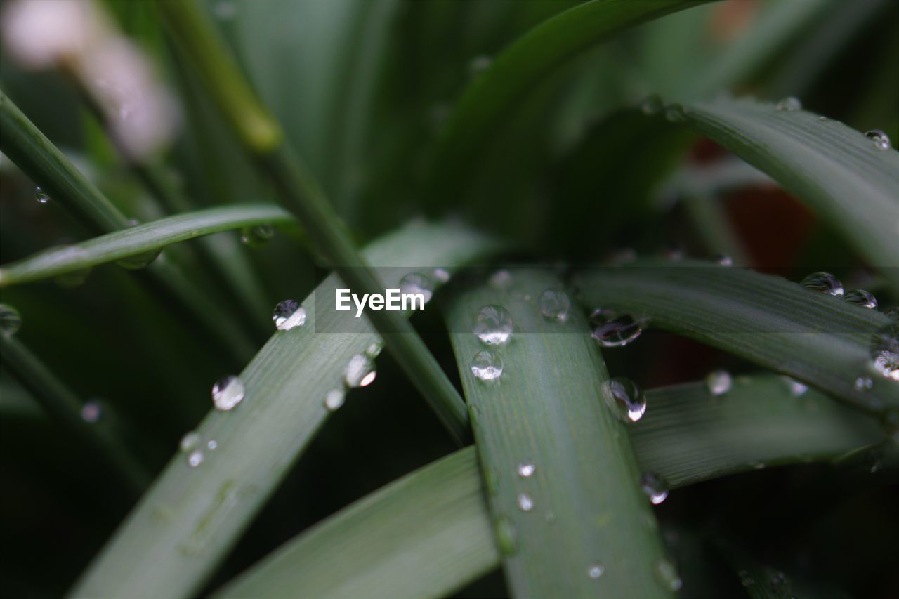 CLOSE-UP OF WET PLANTS