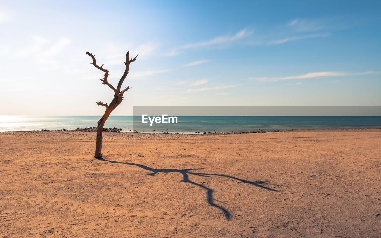 Dead tree on the beach against the blue sky