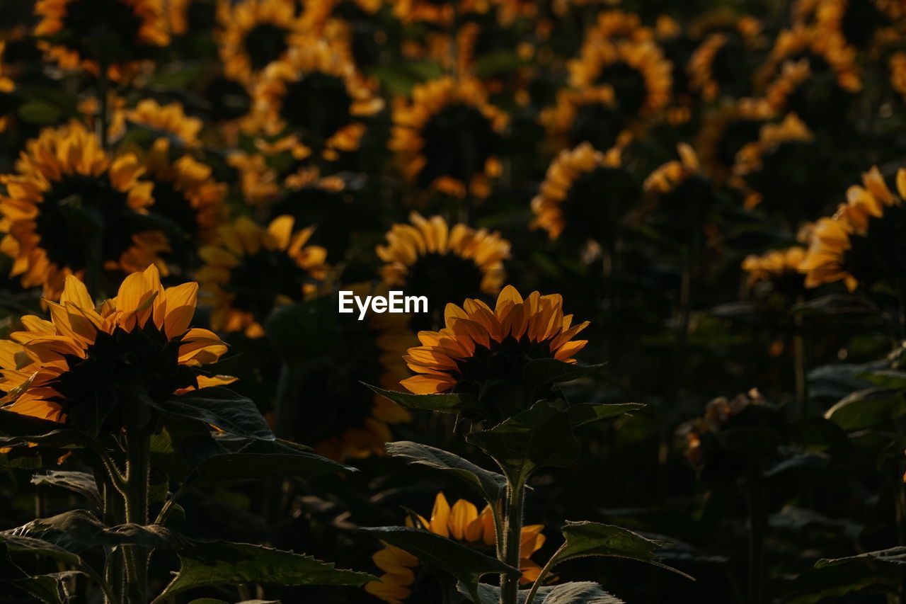 Close-up of yellow flowering plants on field