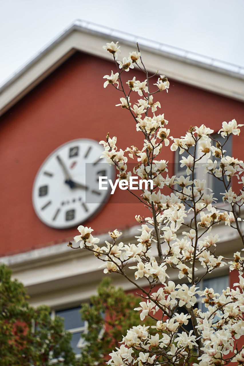 clock, plant, time, flower, spring, wall clock, architecture, nature, building exterior, flowering plant, branch, tree, built structure, no people, blossom, low angle view, clock face, building, day, outdoors, growth, cherry blossom, fragility, minute hand, springtime, house, beauty in nature, floristry, close-up, white, freshness