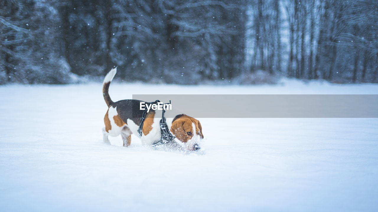 TWO DOGS ON SNOWY FIELD