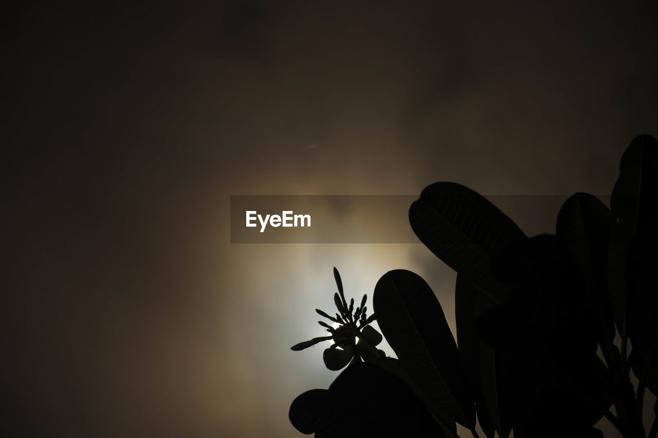 LOW ANGLE VIEW OF SILHOUETTE FLOWERING PLANT AGAINST SKY DURING SUNSET