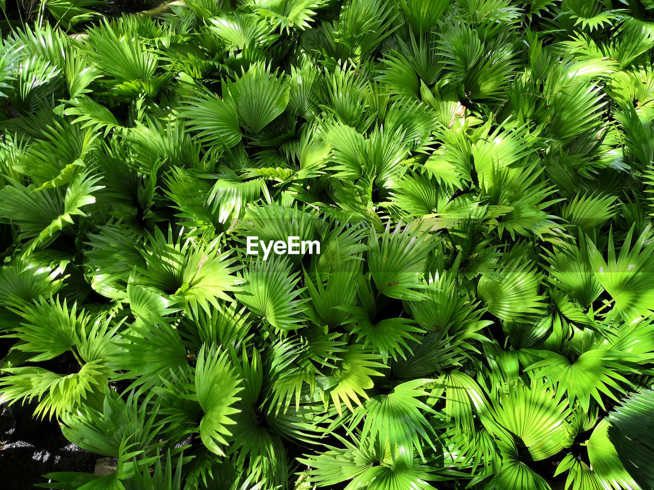 HIGH ANGLE VIEW OF GREEN LEAVES ON PLANT