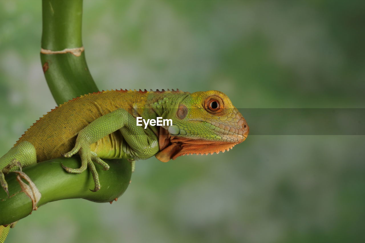 Close-up of lizard