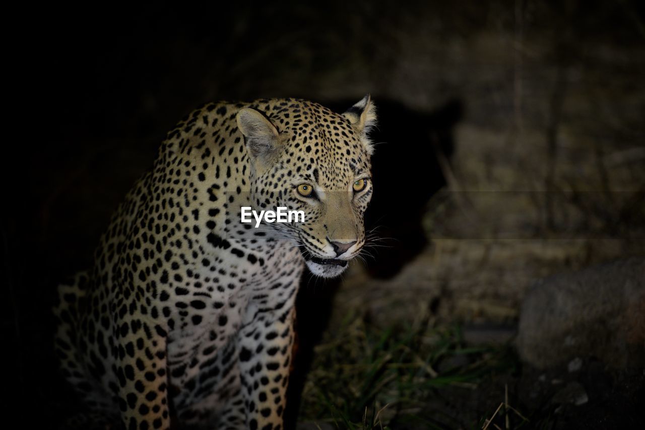 Leopard in the wild at night