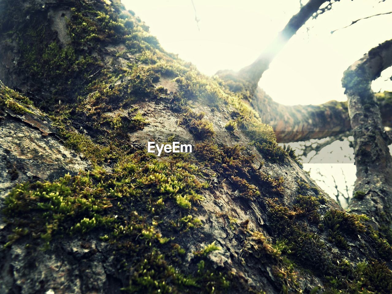 Close-up of moss on tree