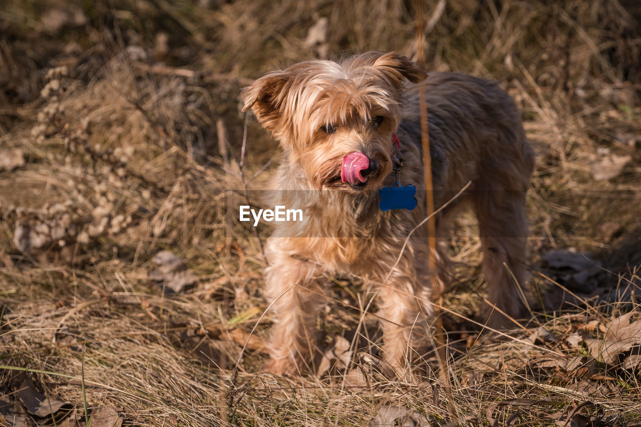 DOG LYING ON LAND