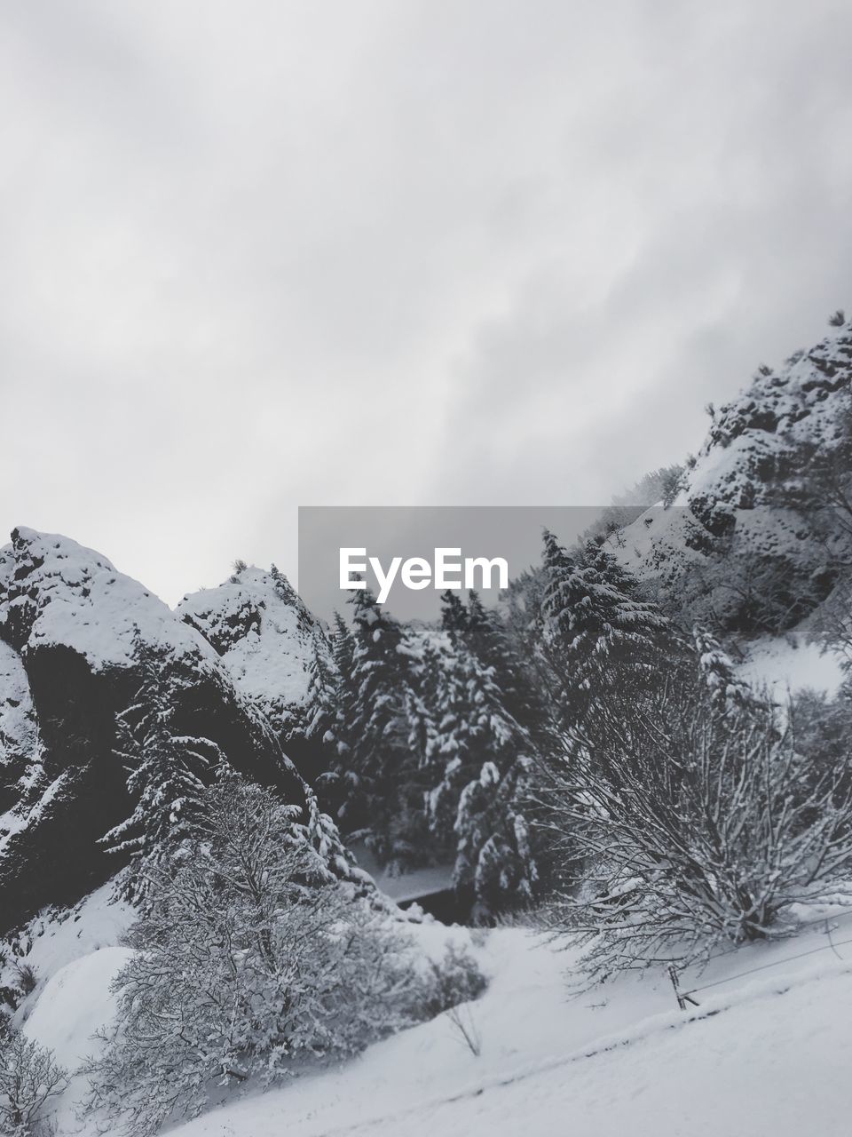 SNOW COVERED TREES AGAINST SKY