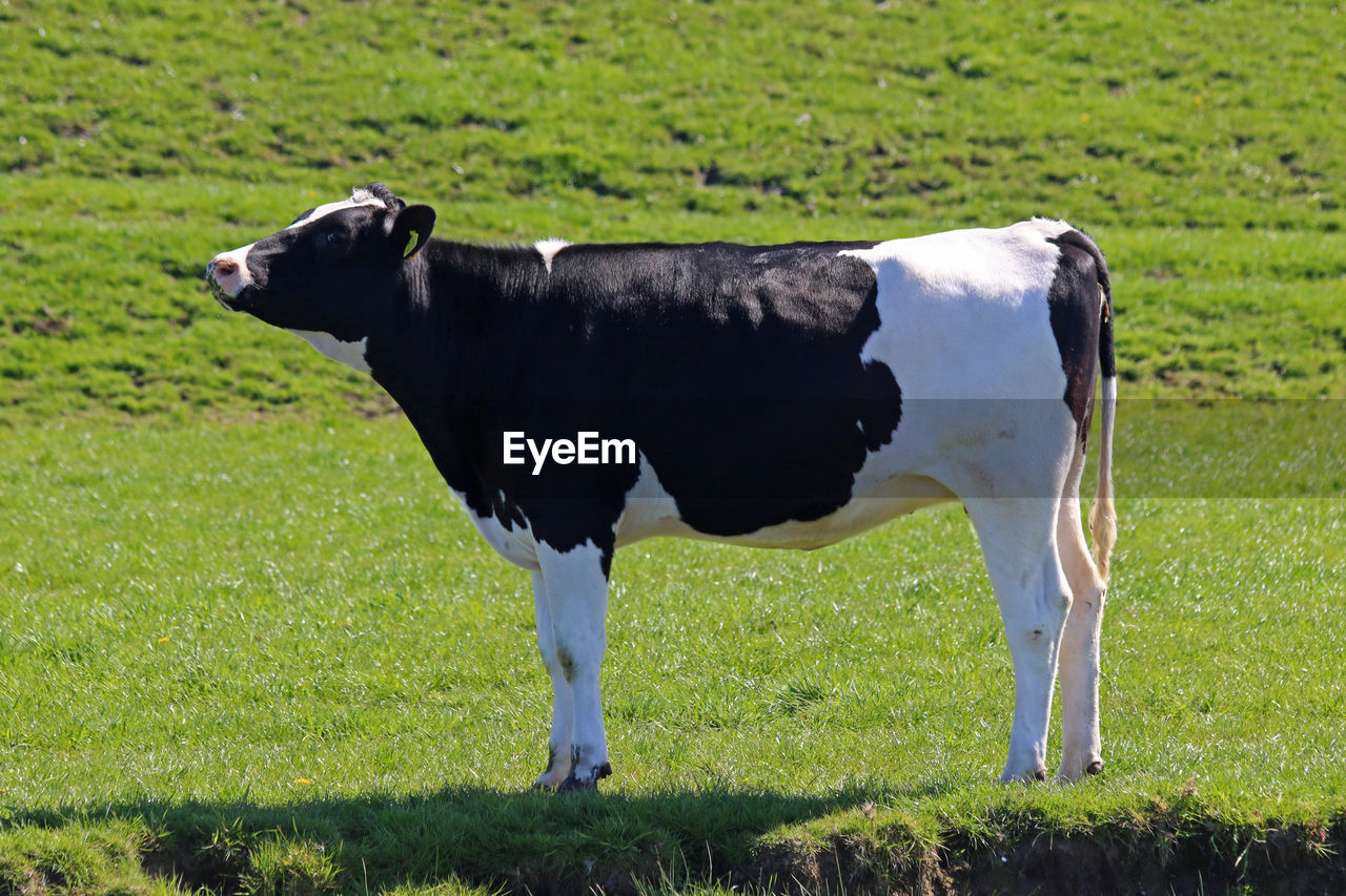 Cow on grassy field during sunny day