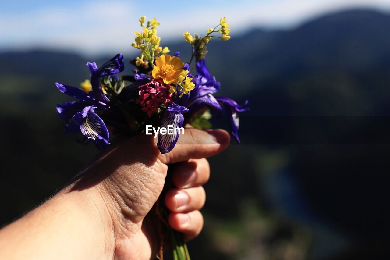 Cropped image of hand holding fresh flowers