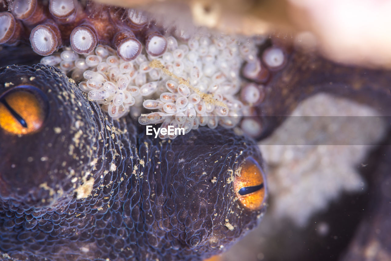 CLOSE-UP OF FISHES SWIMMING IN SEA