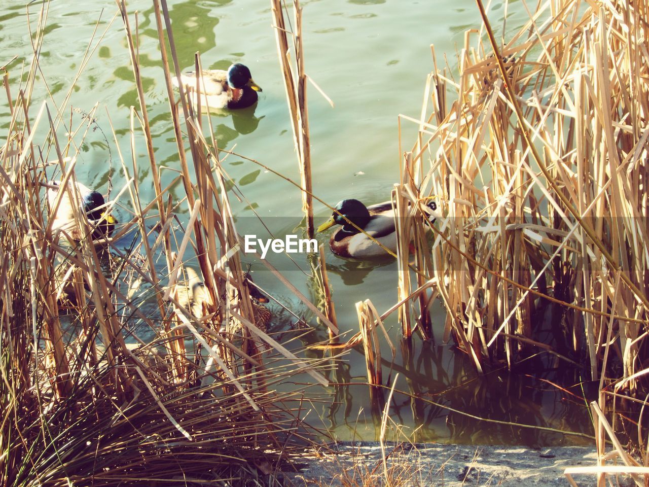 DUCKS ON WATER